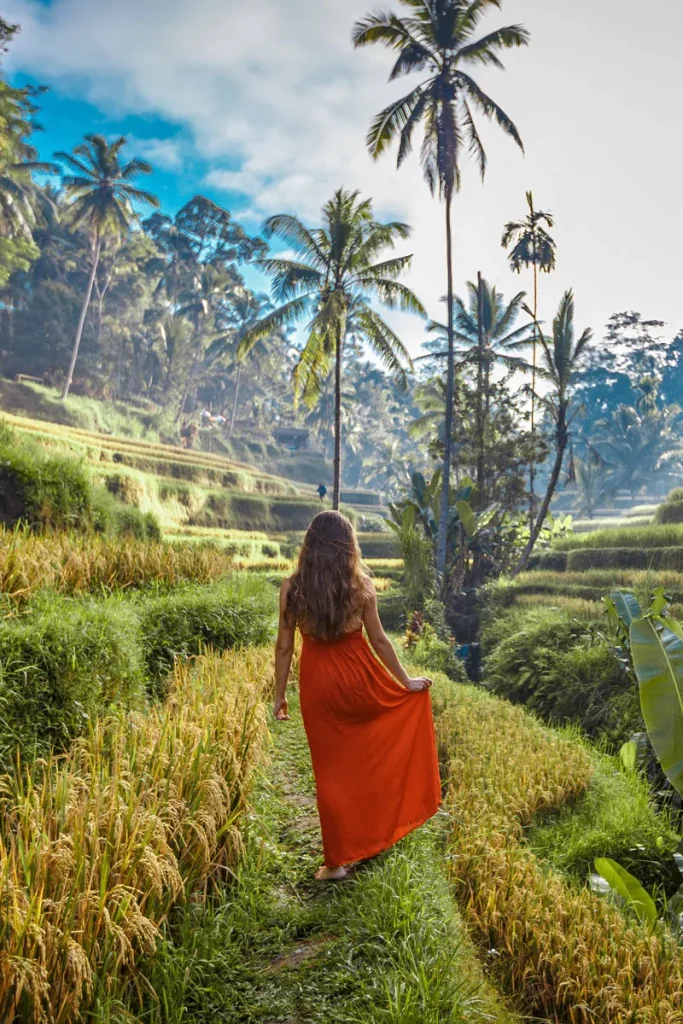 Bali Indonesia rice fields